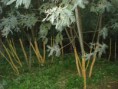 /album/semana-nacional-da-reflorestacao-de-20-a-27-de-novembro-saida-de-campo-a-mata-da-machada/dsc01081-jpg/